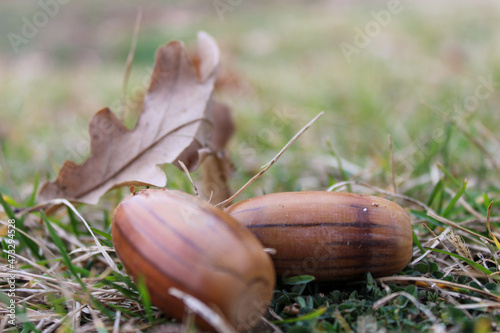 two acorns on the grass