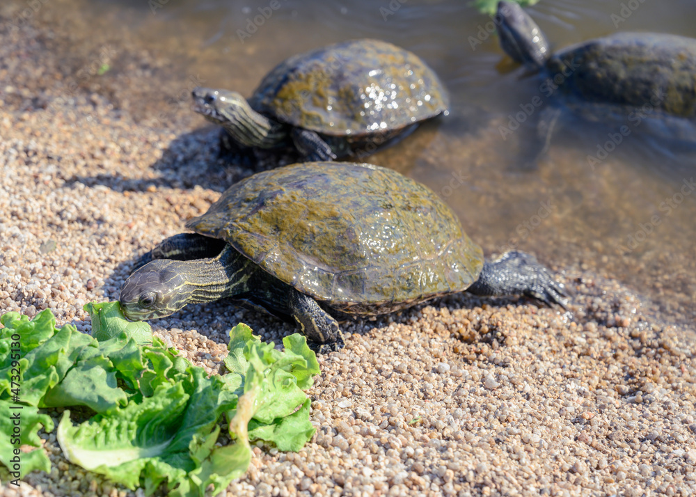 Freshwater turtles eat salad leaves