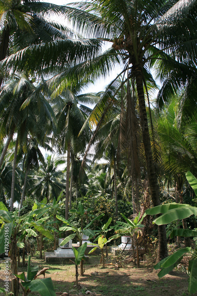 graves in the jungle in south vietnam graves in the jungle in south vietnam