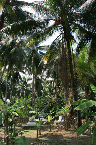 graves in the jungle in south vietnam 