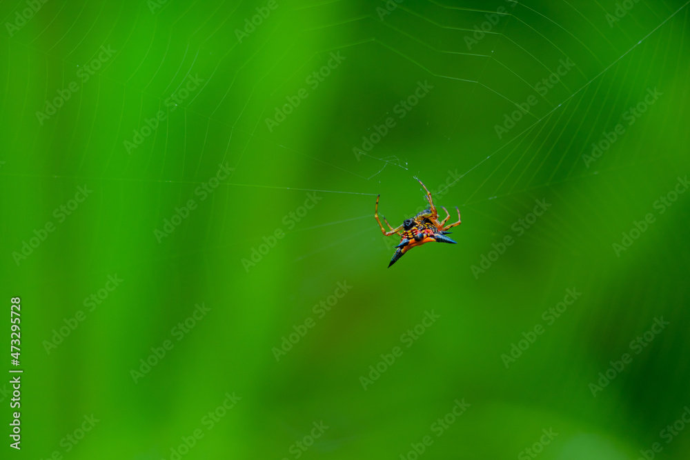 the spider in the nest is eating prey the spider in the nest is eating prey