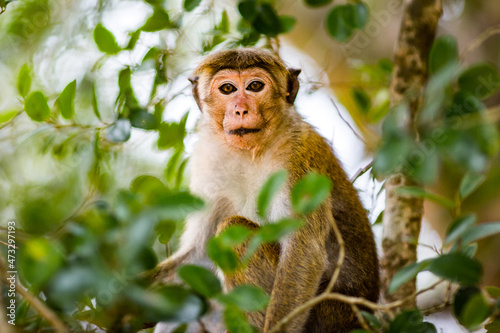 Monkey sitting on tree