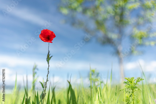 Red remembrance poppy and tree against clear blue spring sky.