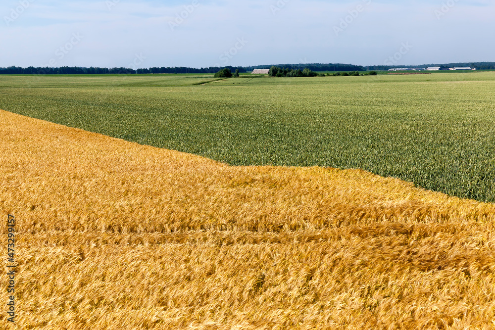 Fototapeta premium mixed agricultural field with different cereals