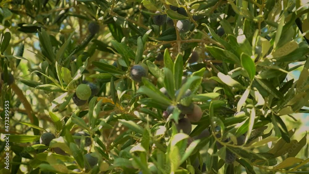 Olives ripen on olive trees. Selective focus. Olives ripen on olive trees. Selective focus.