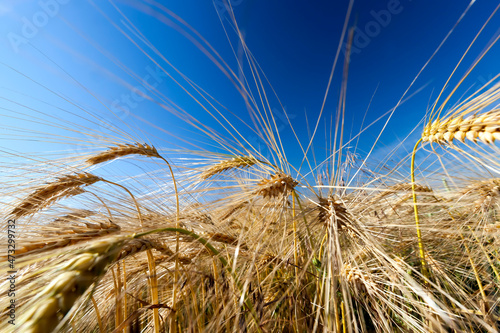 farming for growing rye and harvesting cereals