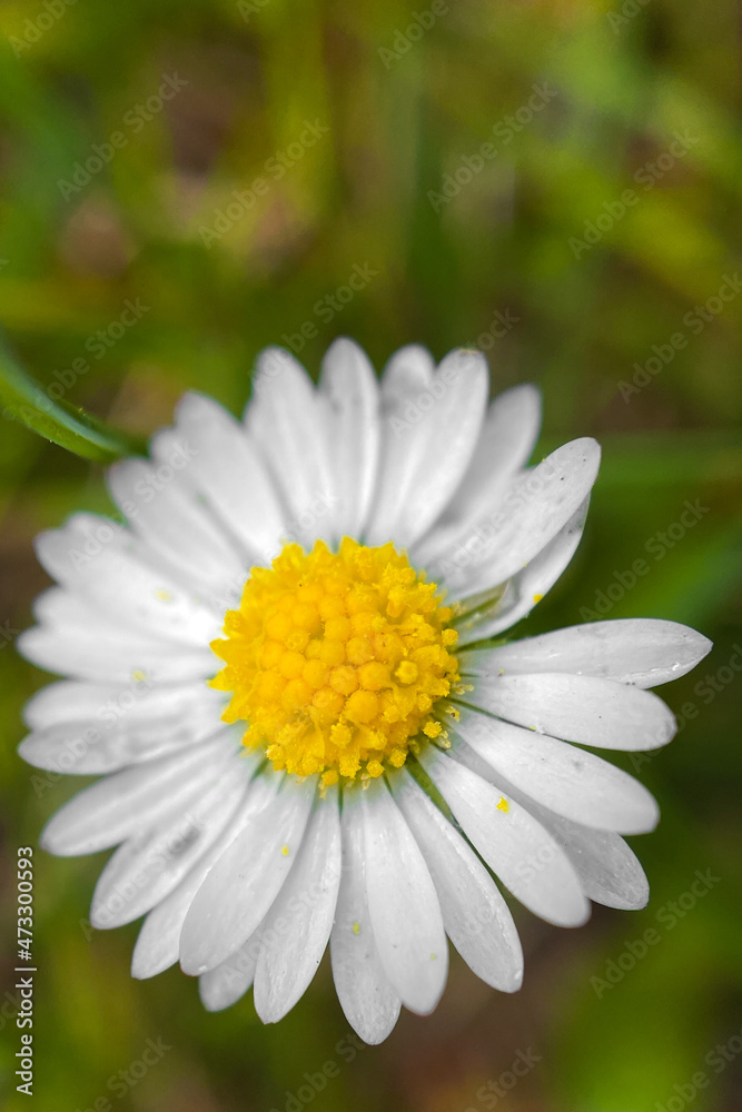 Obraz premium daisy flower