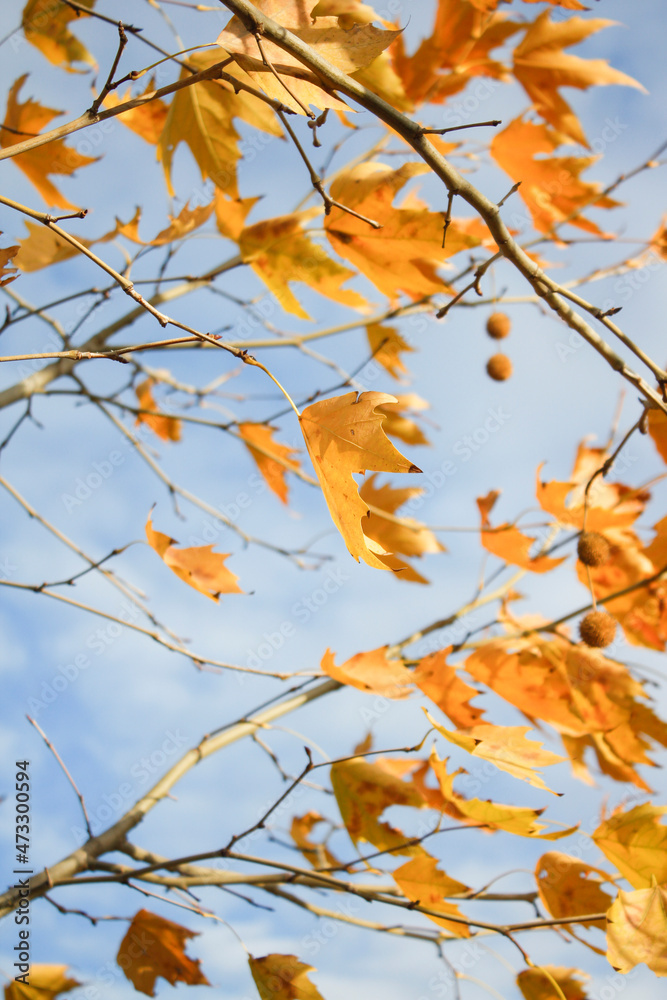 Beautiful autumn leaves background. Dry leaves background in autumn. Beautiful autumn leaves background. Dry leaves background in autumn.