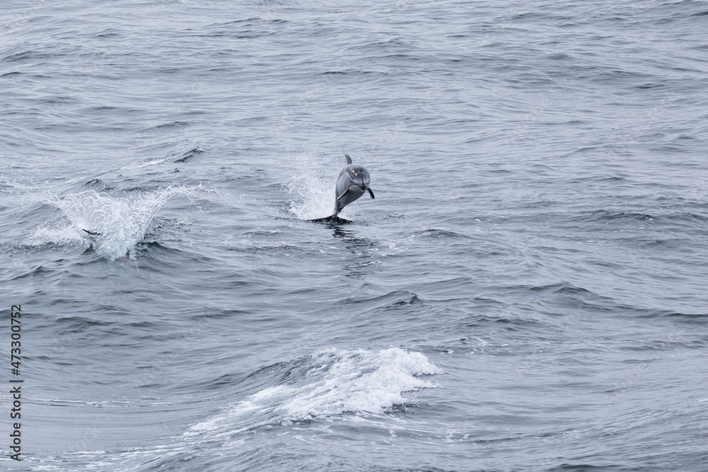 Fototapeta premium Common dolphins jumping on the waves. Sea of Okhotsk