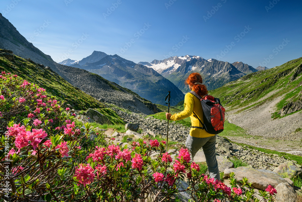 Female hiker passing roses blooming in scenic valley of Zillertal Alps Female hiker passing roses blooming in scenic valley of Zillertal Alps