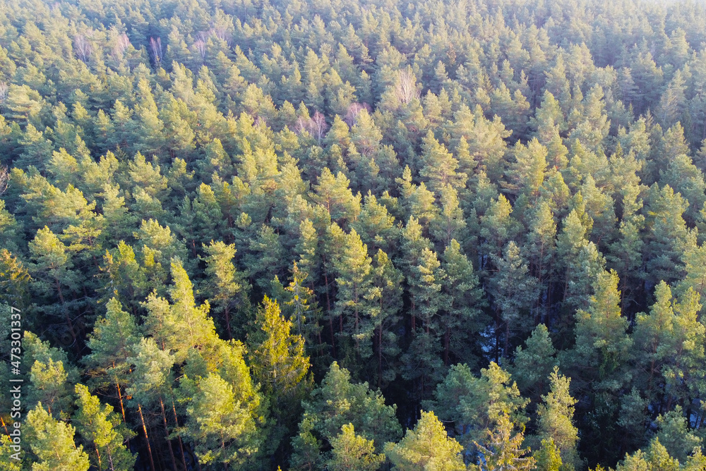 Aerial view of the winter forest. Green conifers Aerial view of the winter forest. Green conifers