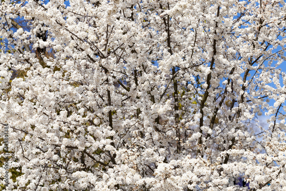 spring season in the orchard with fruit trees spring season in the orchard with fruit trees