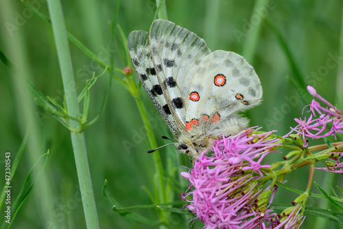 Mountain Apollo (Parnassius apollo) perching on blooming wildflower