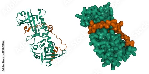 Crystal structure of human shelterin proteins POT1 (green) and TPP1 (brown) heterodimer. 3D cartoon and Gaussian surface models, PDB 5h65, white background. photo