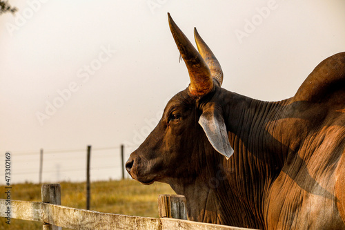 The Guzerá or Guzerat is a Brazilian breed of domestic cattle. It derives from cross-breeding of Indian Kankrej cattle photo