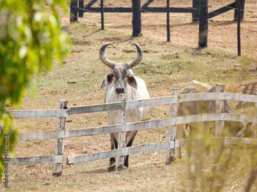 The Guzerá or Guzerat is a Brazilian breed of domestic cattle. It derives from cross-breeding of Indian Kankrej cattle photo