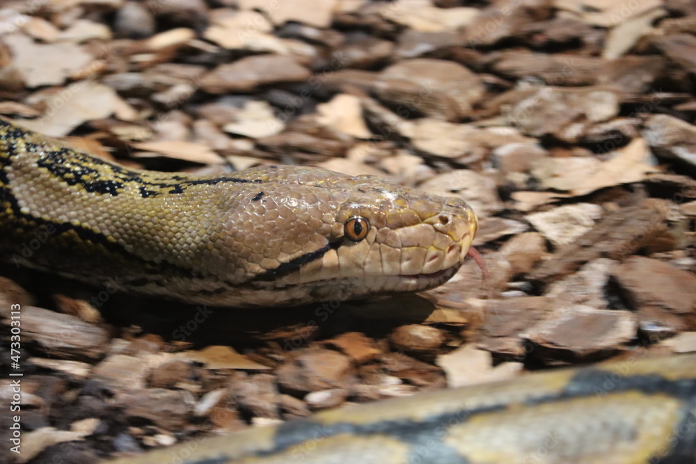 beautiful dangerous snake silent stealth reptile venom beautiful dangerous snake silent stealth reptile venom