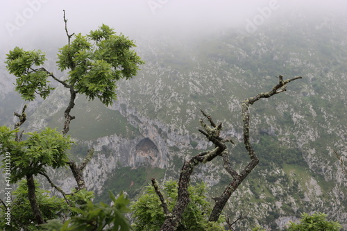 beautiful natural landscape vegetation animals mountains sky