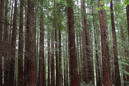 beautiful redwood forest giant trees huge fat tall wood
