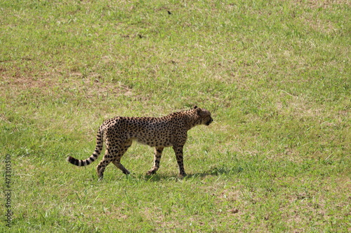 beautiful cheetah fast dangerous wild stealth carnivorous hunter photo