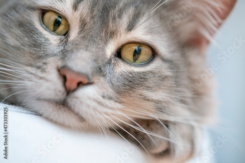 closeup face of a tabby cat. portrait of domestic animal with focus on eyes