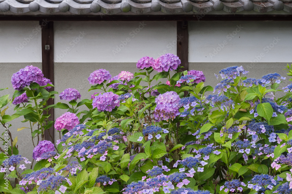 白壁と紫陽花 白壁と紫陽花
