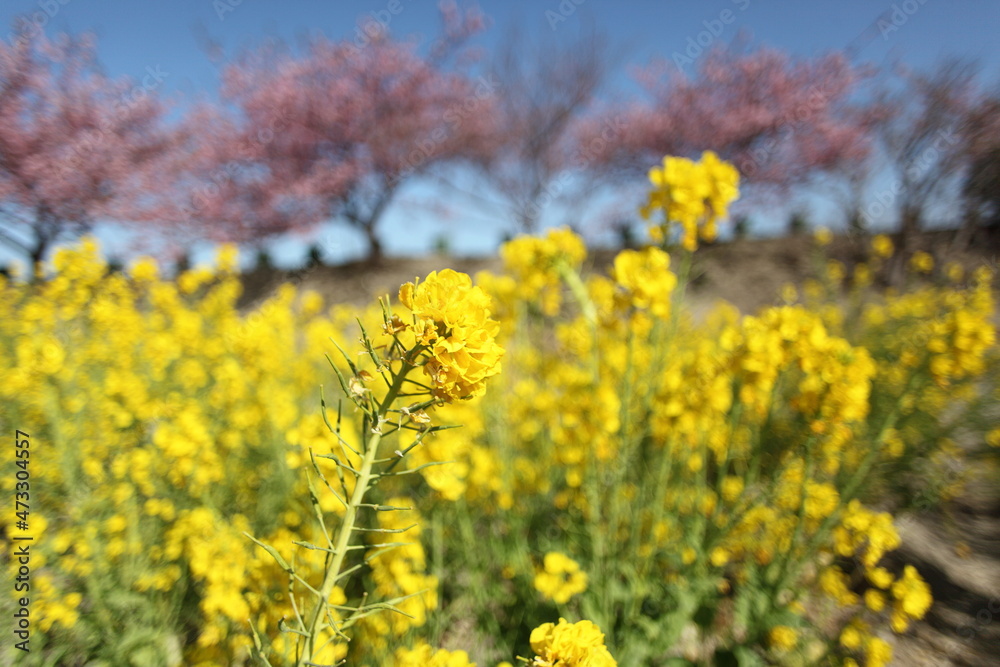 河津桜と菜の花