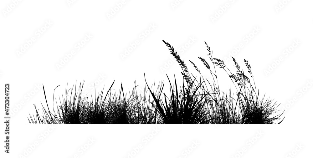 Silhouette of black grass. Vector illustration Silhouette of black grass. Vector illustration