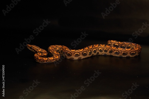 The Brazilian rainbow boa (Epicrates cenchria cenchria) up to close on the dark black background.