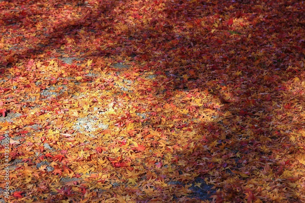 秋の公園。歴史民俗博物館にて。紅葉の落ち葉に埋もれた小径。 秋の公園。歴史民俗博物館にて。紅葉の落ち葉に埋もれた小径。