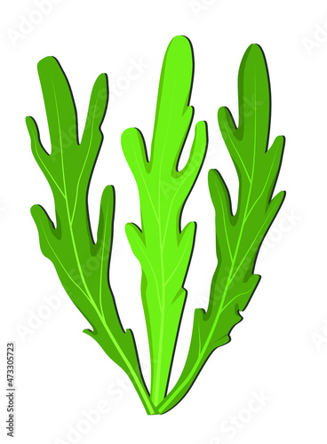 Three small green arugula rocket leaves. Fresh arugula from culinary herbs. Isolated Arugula Logo