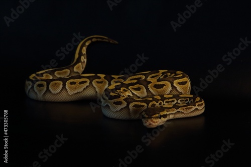 The King python (python regius), morph Lesser het Clown.