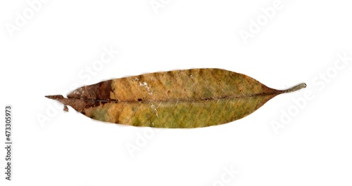  leaf isolated on white background 