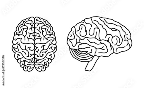 Brain anatomy concept in flat style, vector