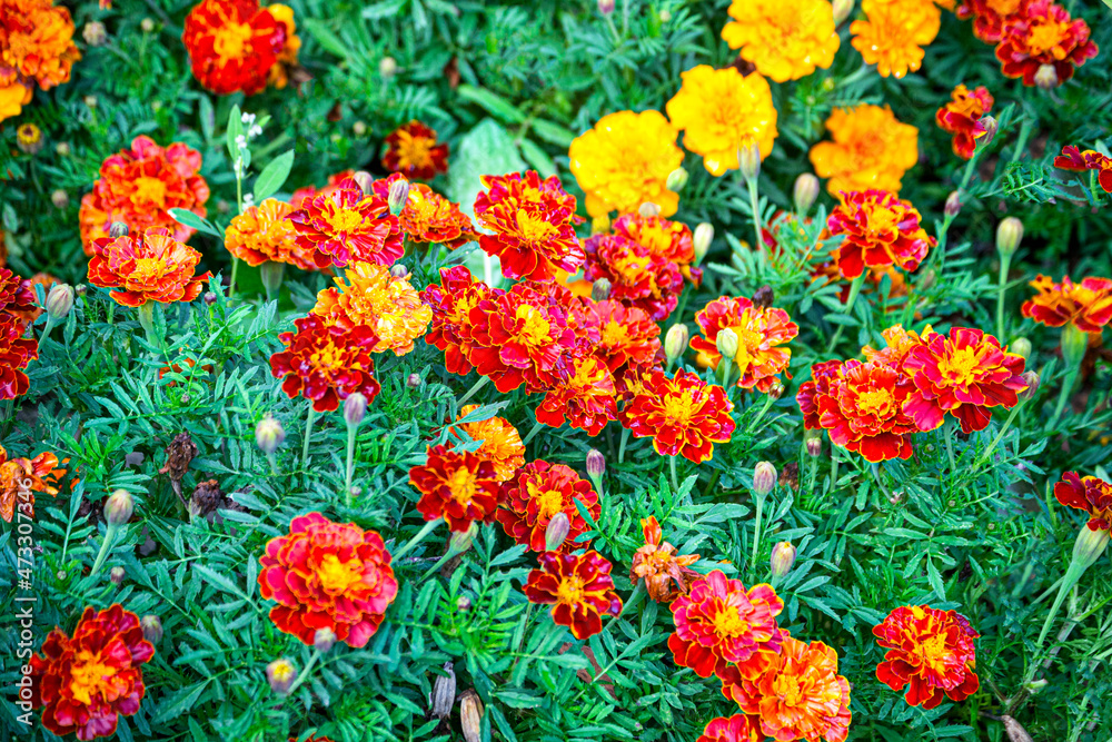 Marigold flowers in the flowerbed. Beautiful flower bed in a summer park.