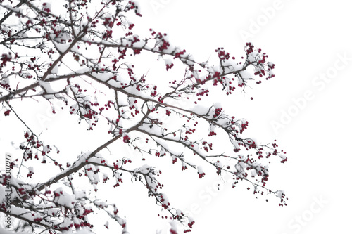 rowan tree with snow-covered branches against the sky. winter tree with red berries