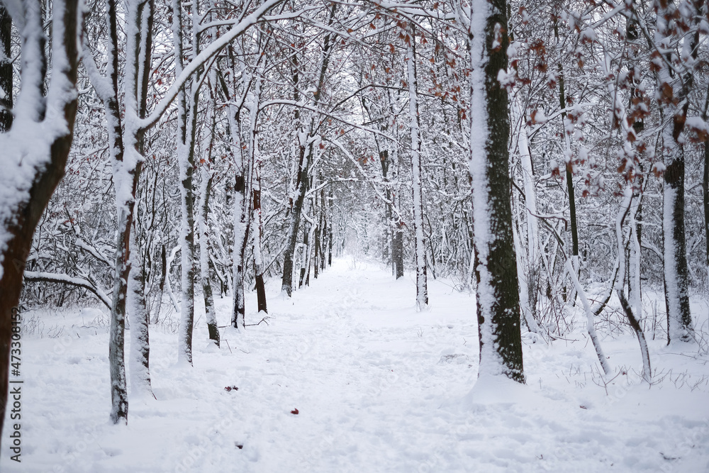 path in the winter forest. trees in the snow