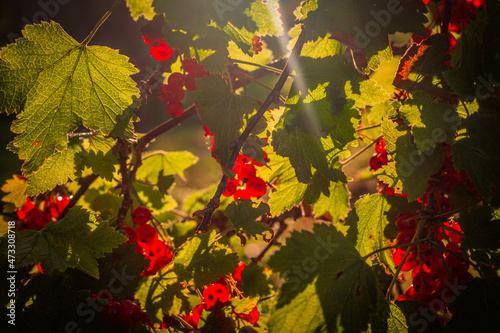 autumn leaves