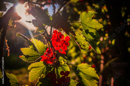 autumn leaves in the sun