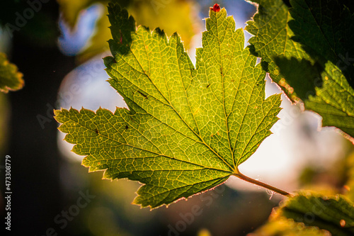 autumn leaves in sunlight