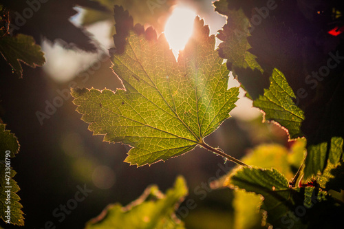 autumn leaves in sunlight