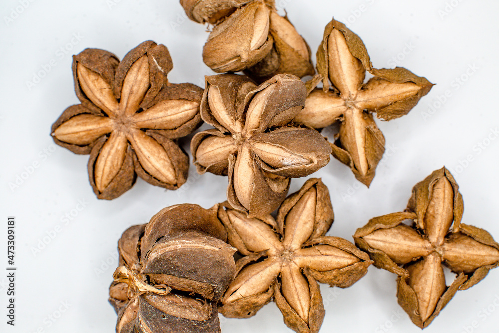 dried Plukenetia volubilis bean seed dried Plukenetia volubilis bean seed