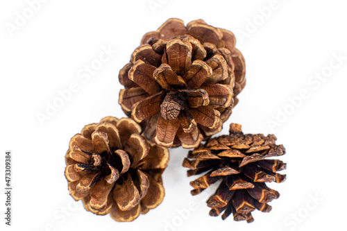 Dried pine cones on white background