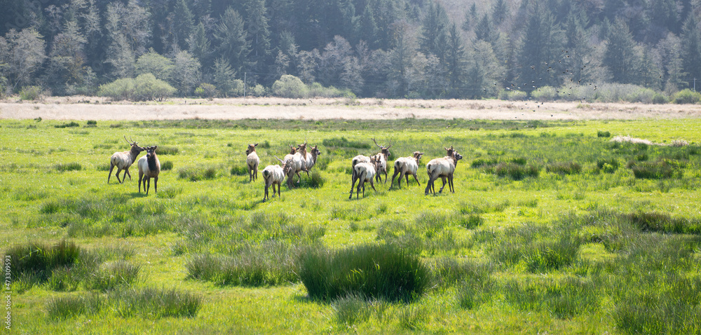 herd of deer grazing in farm on green grass, deer