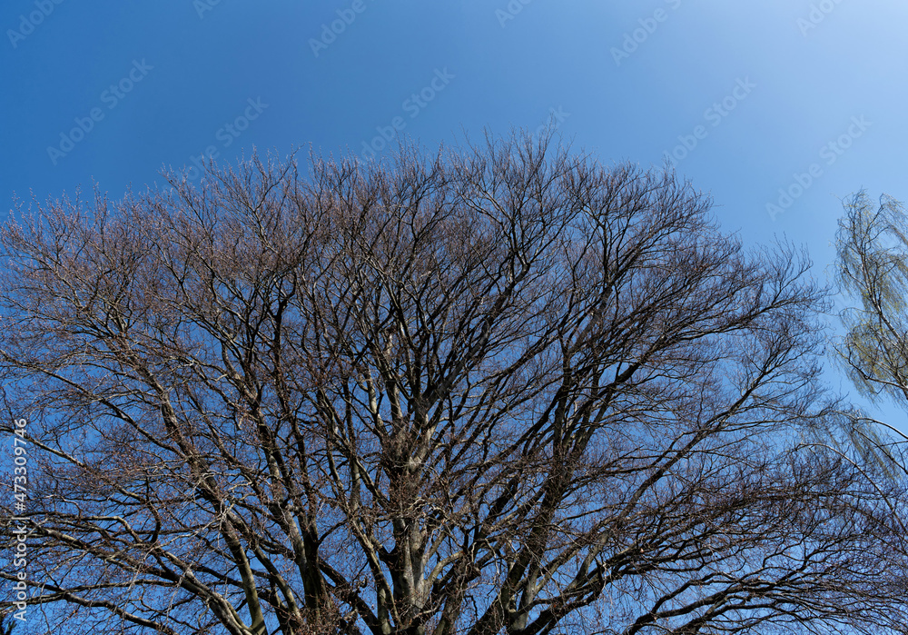 Fototapeta premium leafless bare tree branches on blue sky background, nature