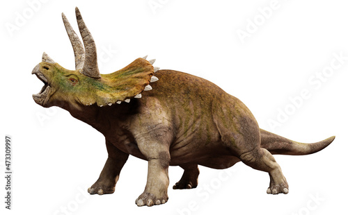 Triceratops horridus, dinosaur isolated on white background, front view © dottedyeti