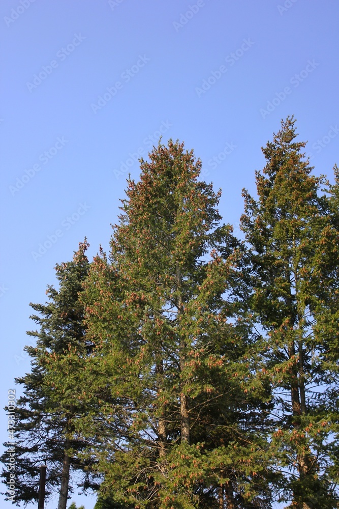 pine tree in the forest