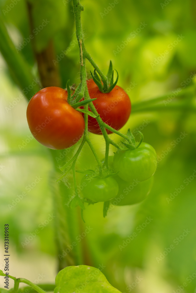 A tomatoe plant with 3 unripe and two ripe red tomatoes. Selective focus.