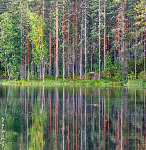 forest lake in the morning