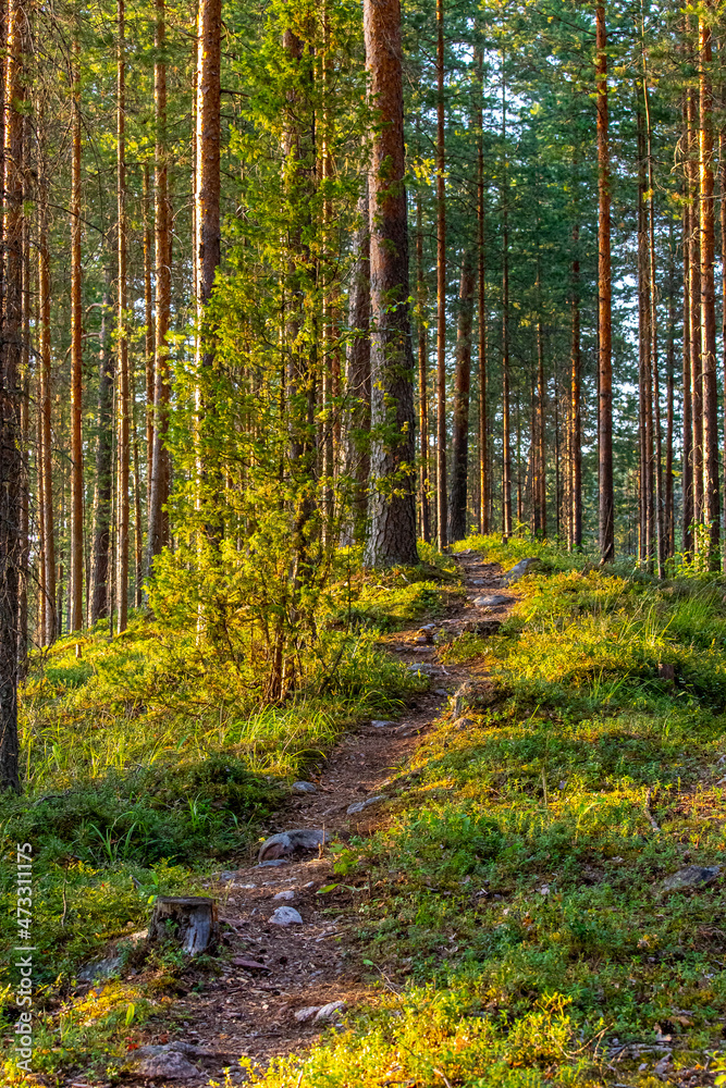 Fototapeta premium path in the forest